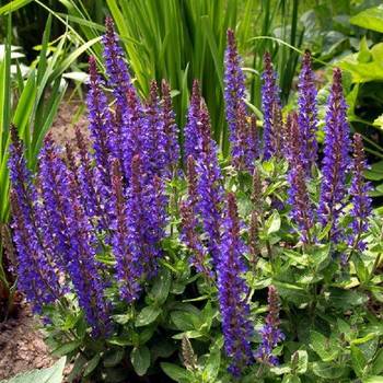 Шалфей Salvia nemorosa 'Sensation Deep Blue ImprovedPBR'